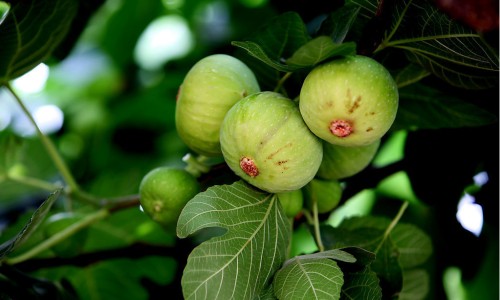 无花果根功效主治是什么呢？